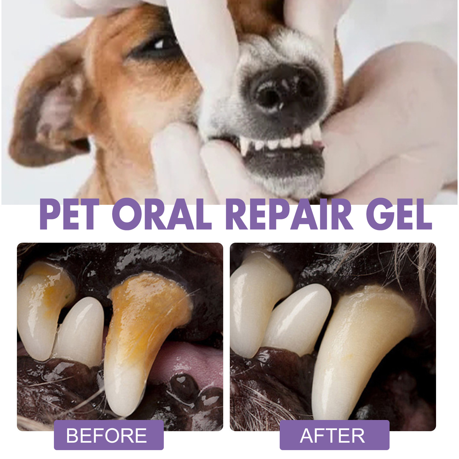 Pet Oral Repair Gel Puppy Tart - Teeth Whitening Session 리뷰 및 가격