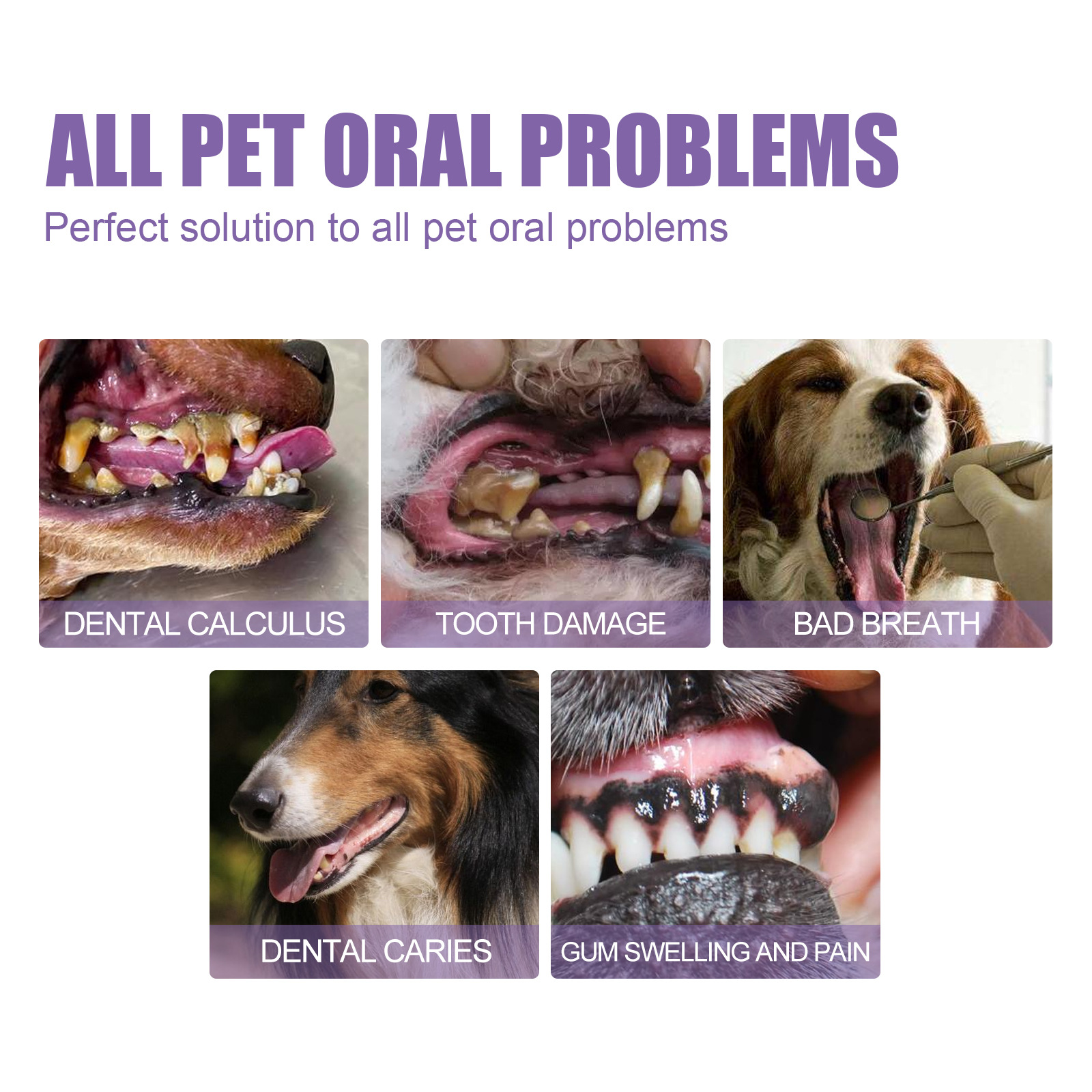 Pet Oral Repair Gel Puppy Tart - Teeth Whitening Session 리뷰 및 가격