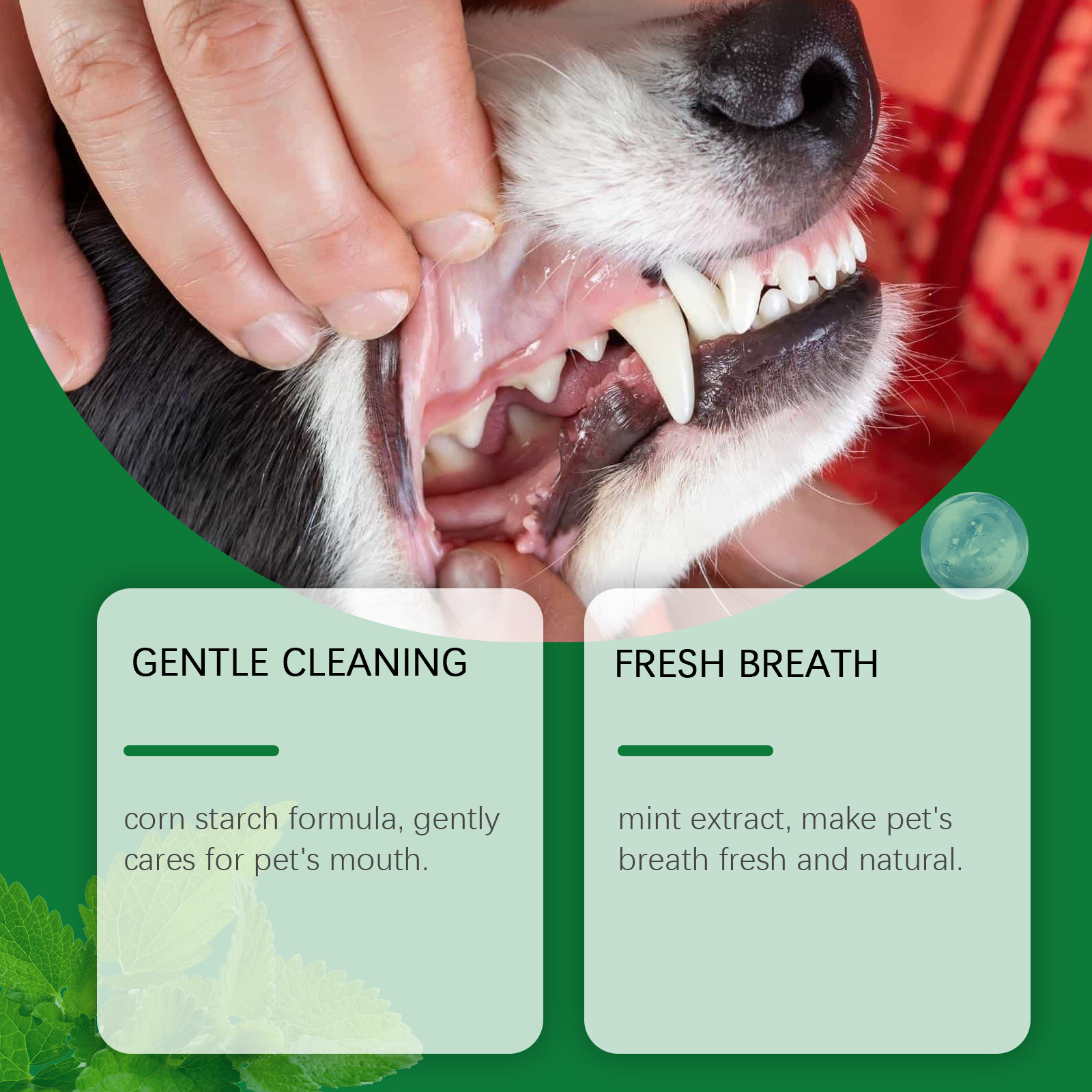Pet Teeth Cleaning Powder Redu - Teeth Whitening Session 리뷰 및 가격