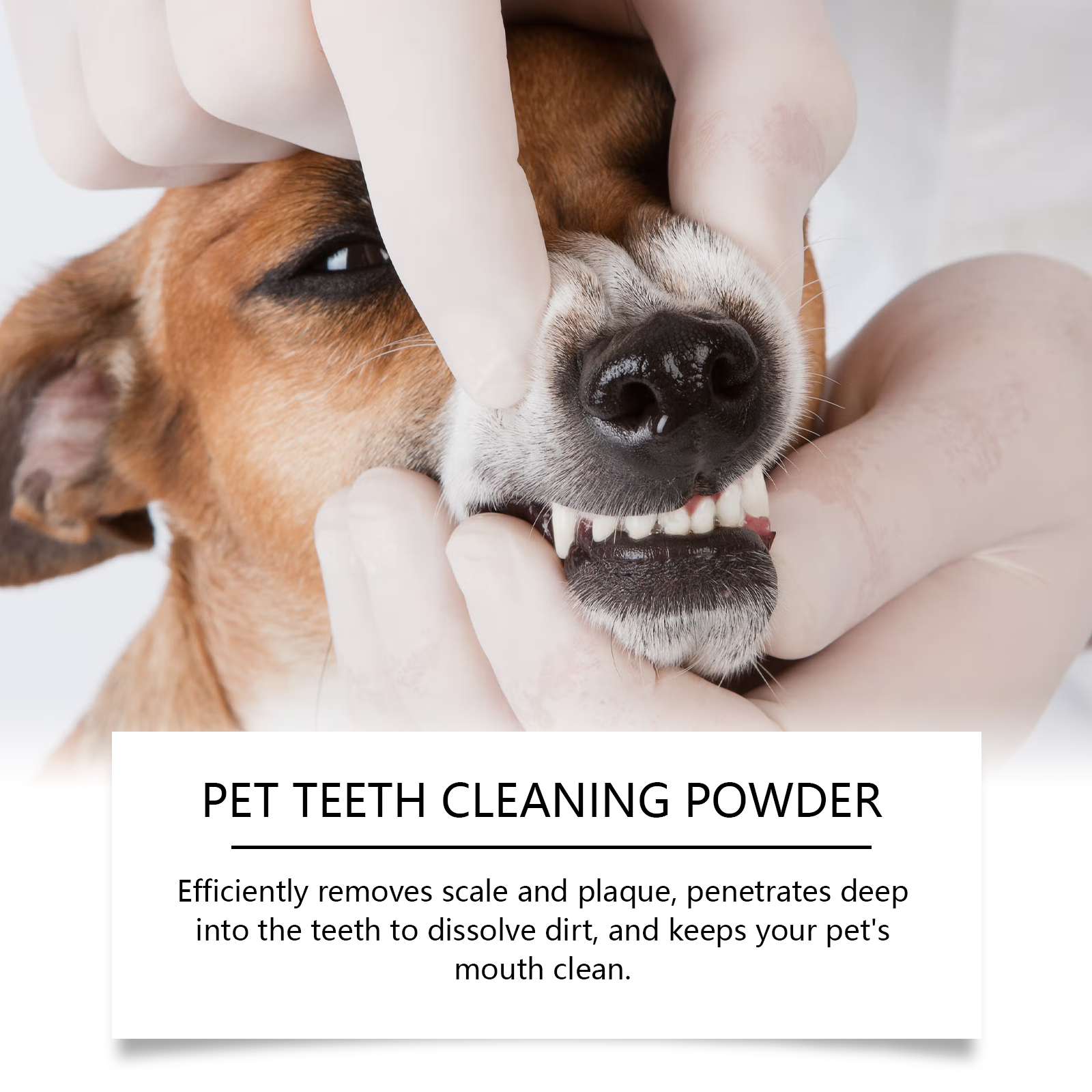 Pet Teeth Cleaning Powder Redu - Teeth Whitening Session 리뷰 및 가격
